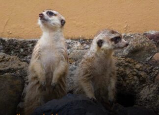Suricatas, los nuevos huéspedes del Zoo de Morelia
