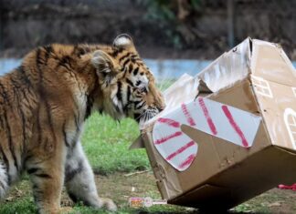 Visita Santa a felinos de ZooMorelia