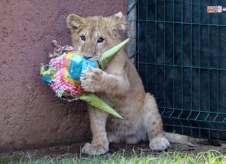 Habitantes del Zoo de Morelia reciben el 2024 con piñatas