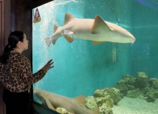 “Zoorpréndete” con los tiburones gata en el parque Benito Juárez