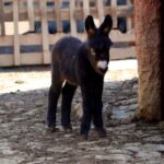 WhatsApp Image 2024-01-11 at 4.31.50 PM (1)