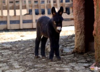 Burritos africanos, la sensación del Zoo de Morelia