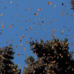 WhatsApp Image 2024-01-12 at 10.04.38 AM