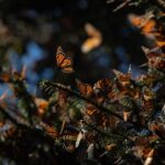 WhatsApp Image 2024-01-12 at 10.04.39 AM (3)