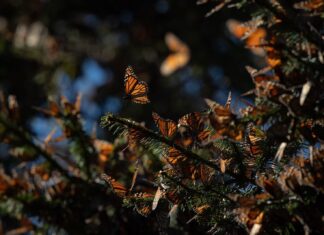 Disfruta el esplendor de la Mariposa Monarca en los bosques michoacanos