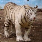 WhatsApp Image 2024-01-30 at 5.21.49 PM (2)