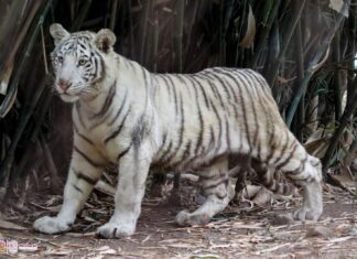 Cría de tigre de bengala, la nueva tierna y salvaje habitante del Zoo de Morelia