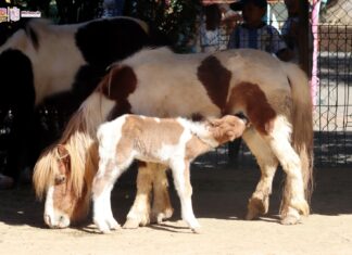 Conoce la tierna cría de poni que nació en el Zoo de Morelia
