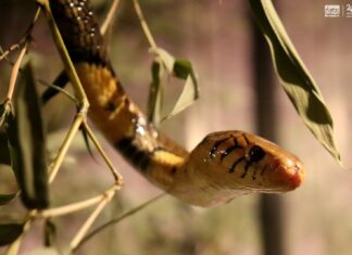Venenosa y mortal; cobra bandeada, nueva integrante del Zoo de Morelia