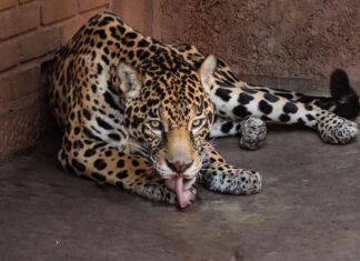 Pareja de jaguares llega al Zoo de Morelia con fines reproductivos