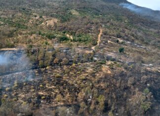 Brigadistas atienden 6 incendios forestales en Michoacán