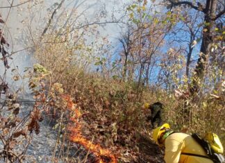 Atienden brigadas nuevo incendio forestal en cerro del Quinceo