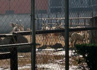 Descarga del OOAPAS inunda la parte norte del Zoo de Morelia; afectados, 50 ejemplares