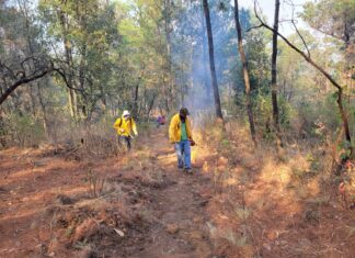 Controlado el incendio forestal en la Reserva de la Monarca