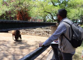FGE, Profepa y Coepris revisan afectaciones por el OOAPAS en el Zoo de Morelia