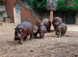 Eclipse solar “engañará” a animalitos del Zoo de Morelia
