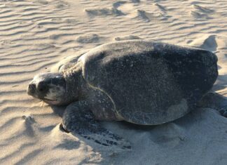 Separa PC a 2 elementos relacionados con robo de huevos de tortuga