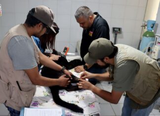 Reporta el zoológico delicada de salud a la jaguar rescatada y a guanacos, tras su contacto con lodos contaminados del OOAPAS