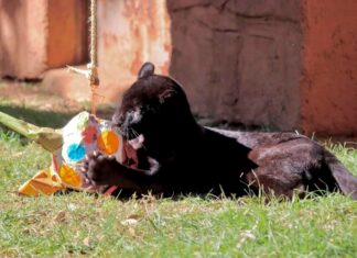 Muere jaguar en el zoológico por inundación provocada por el Ayuntamiento de Morelia