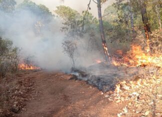Atienden brigadas incendio forestal en Ario