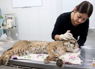 Recibe Zoo de Morelia un lince rojo rescatado por la Profepa