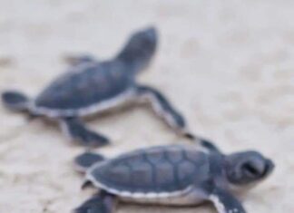 Se liberaron 2.4 millones de crías de tortuga marina en playas de Michoacán