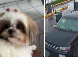 René Valencia se une a la búsqueda de Lilo