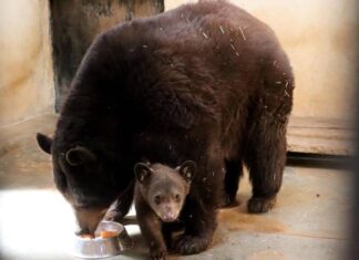 ¡Nace la cría de oso negro en el Zoológico de Morelia!