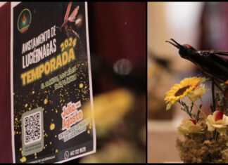 Llega a Michoacán el avistamiento de luciérnagas, el espectáculo natural más esperado del año