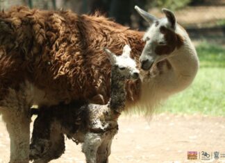 El nacimiento de una “llamita” emociona a visitantes del Zoológico