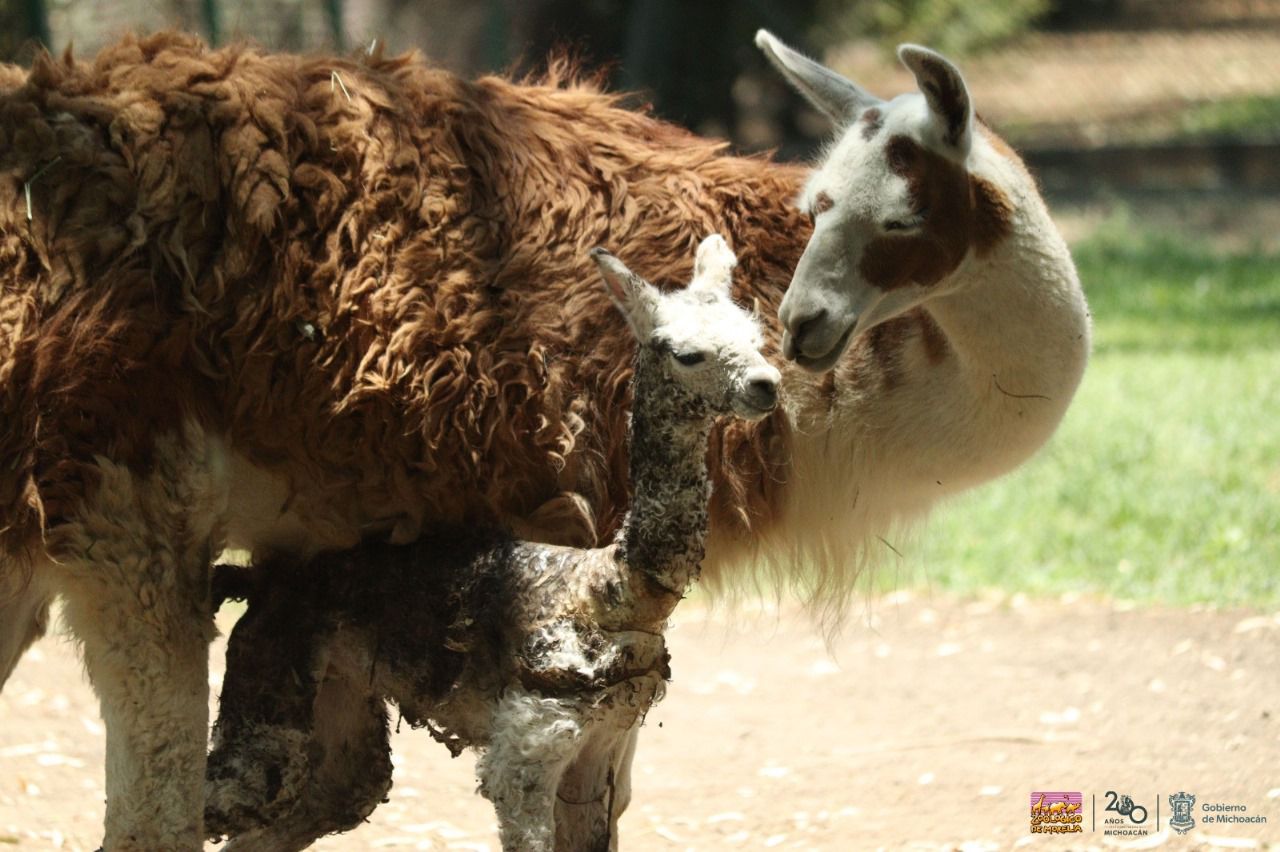 WhatsApp Image 2024-06-01 at 08.37.55 (1)