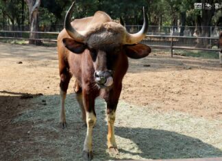 Conoce los impresionantes bisontes de la India que llegan al Zoológico de Morelia