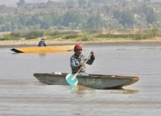 Plantarán 1.5 millones de árboles para salvar el lago de Pátzcuaro