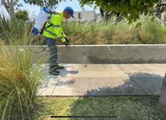 Michoacán, a la vanguardia en América Latina con tecnología verde para purificación del aire