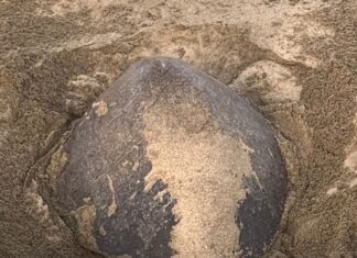 ¡Impresionante! Llegan a playas de Michoacán las primeras tortugas marinas de la temporada