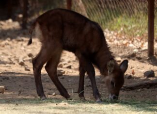 Imparable la cigüeña en el zoológico; nacen 7 crías de antílopes