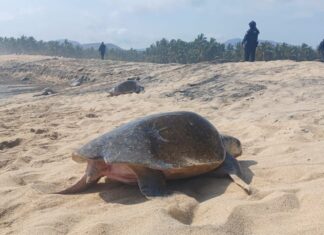 Guardia Civil protege arribo de tortugas marinas en Aquila