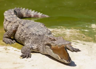Cocodrilos caminan por las calles de Tamaulipas tras la depresión Alberto