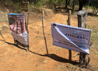 FGE Asegura 13 Predios por Plantación Ilegal de Aguacate y Tala en Michoacán