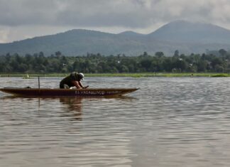 Arranca Gobierno estatal siembra de 50 mil crías de pescado blanco en el lago de Pátzcuaro