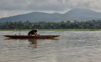 Arranca Gobierno estatal siembra de 50 mil crías de pescado blanco en el lago de Pátzcuaro