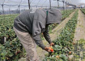 Michoacán, Primer Lugar Nacional en Exportaciones Agrícolas