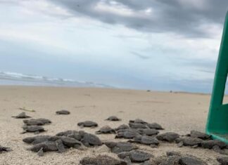 Nacen en playas michoacanas las primeras tortugas golfinas de la temporada