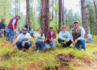 Arranca plantación de 2 mil árboles en área protegida de Los Azufres