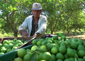 Paro de cortadores de limón en Apatzingán y Buenavista se realiza a medias; persisten extorsiones