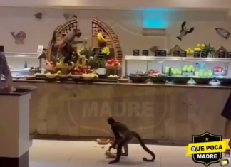 Monos Roban Plátanos de Buffet en Hotel de la Riviera Maya: El Momento Fue Captado en Video