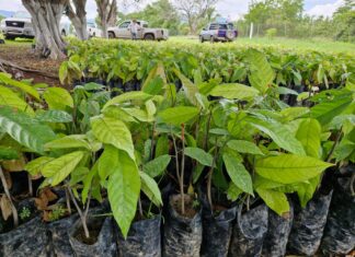 Michoacán tiene las condiciones idóneas para la producción de cacao: Sader