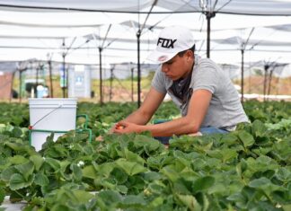 Más de mil 500 empleos recuperó Michoacán en un mes: Sedeco