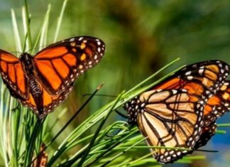 Mariposas Monarca cruzan el Río Bravo rumbo a santuarios en Michoacán