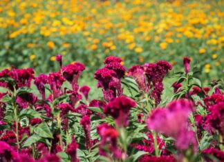 Copándaro reporta pérdidas del 40% en la producción de flor de cempasúchil debido a lluvias